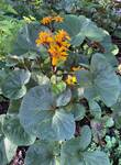 Plant name: Leopard Plant Ligularia dentata cv. Britt-Marie Crawford